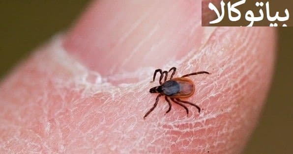 ریشه کنی کنه ها از محیط 